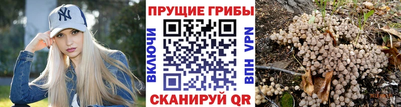 Псилоцибиновые грибы Cubensis  Качканар 